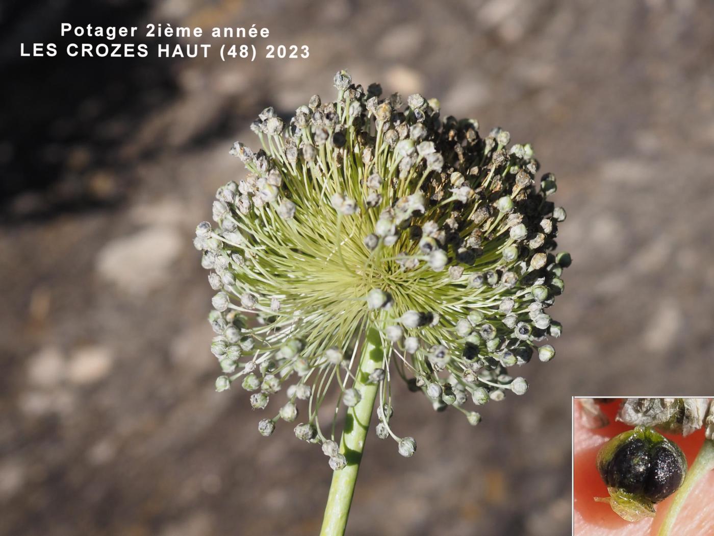 Leek, Cultivated fruit